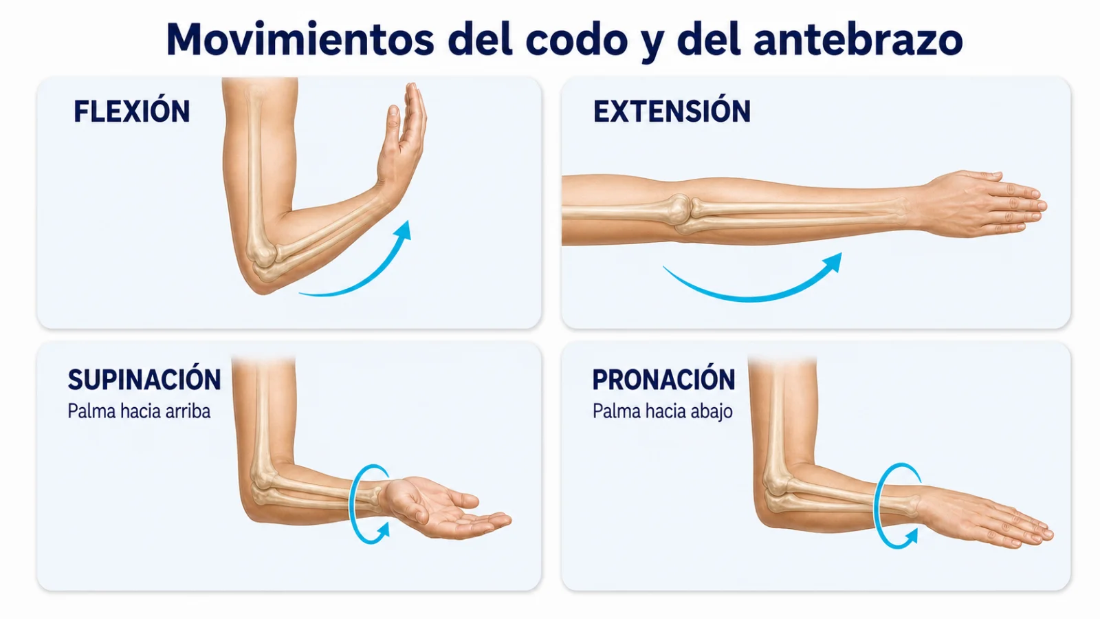 Infografía de los movimientos del codo y del antebrazo: flexión, extensión, supinación y pronación
